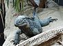 leguan